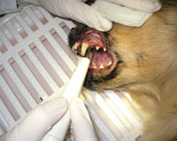 Zahnsteinentfernung Tierarztpraxis Bliestal